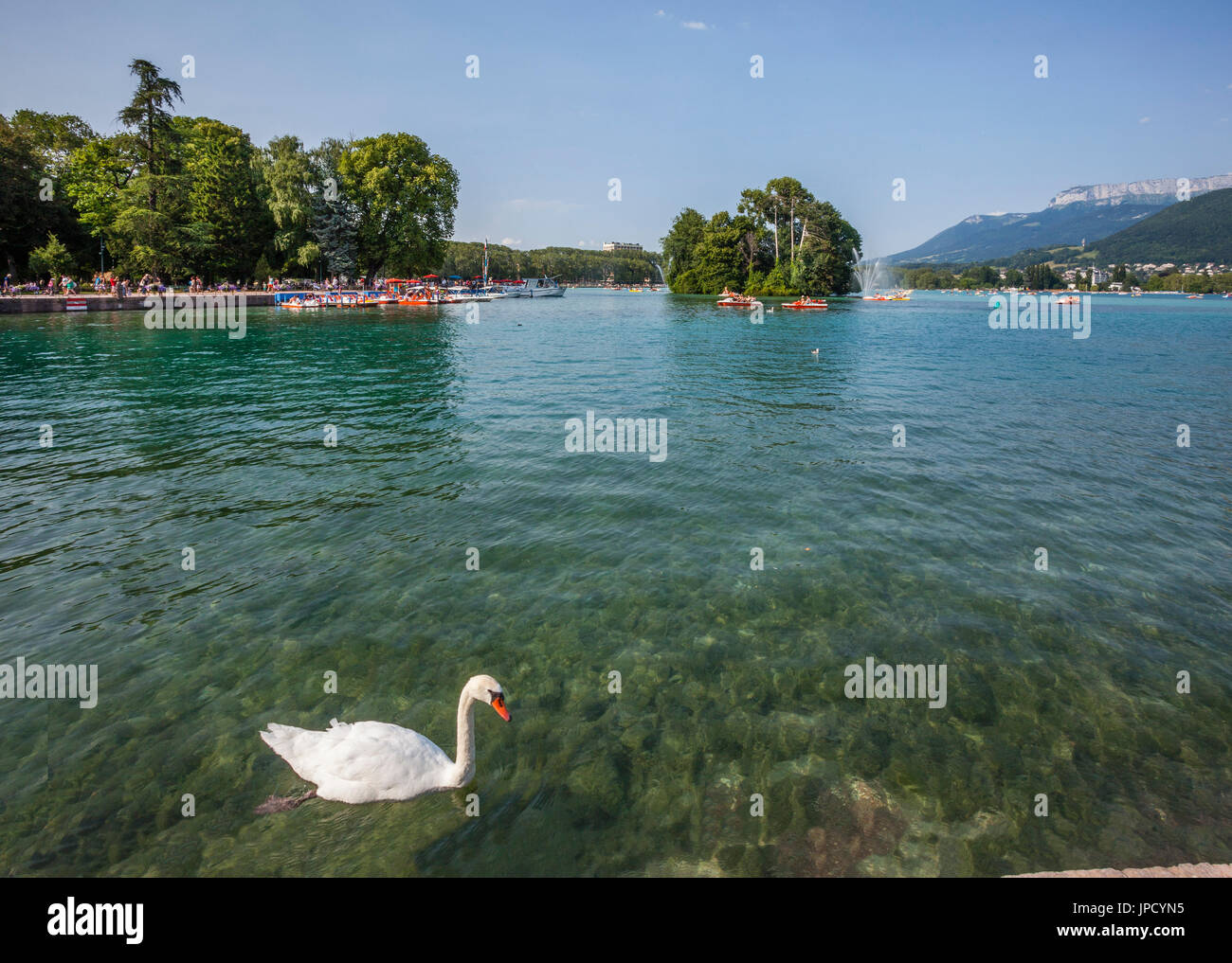 Francia, Annecy, swan nelle limpide acque del fiume Le Thiou dove fluisce fuori dal lago di Annecy a Quai de la Tournette Foto Stock