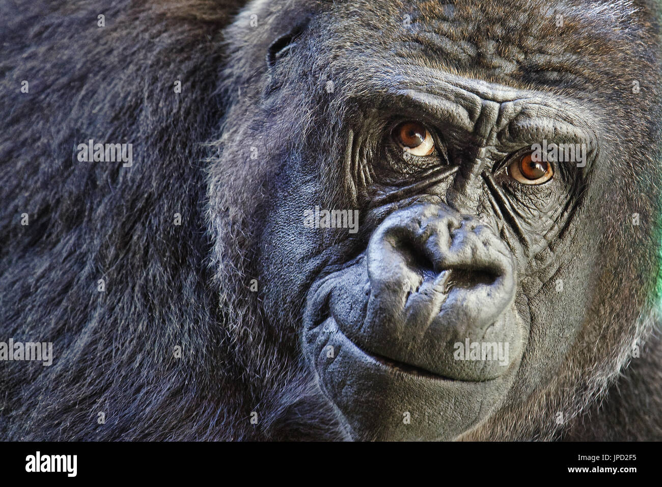 Western pianura gorilla - gorilla Gorilla Foto Stock
