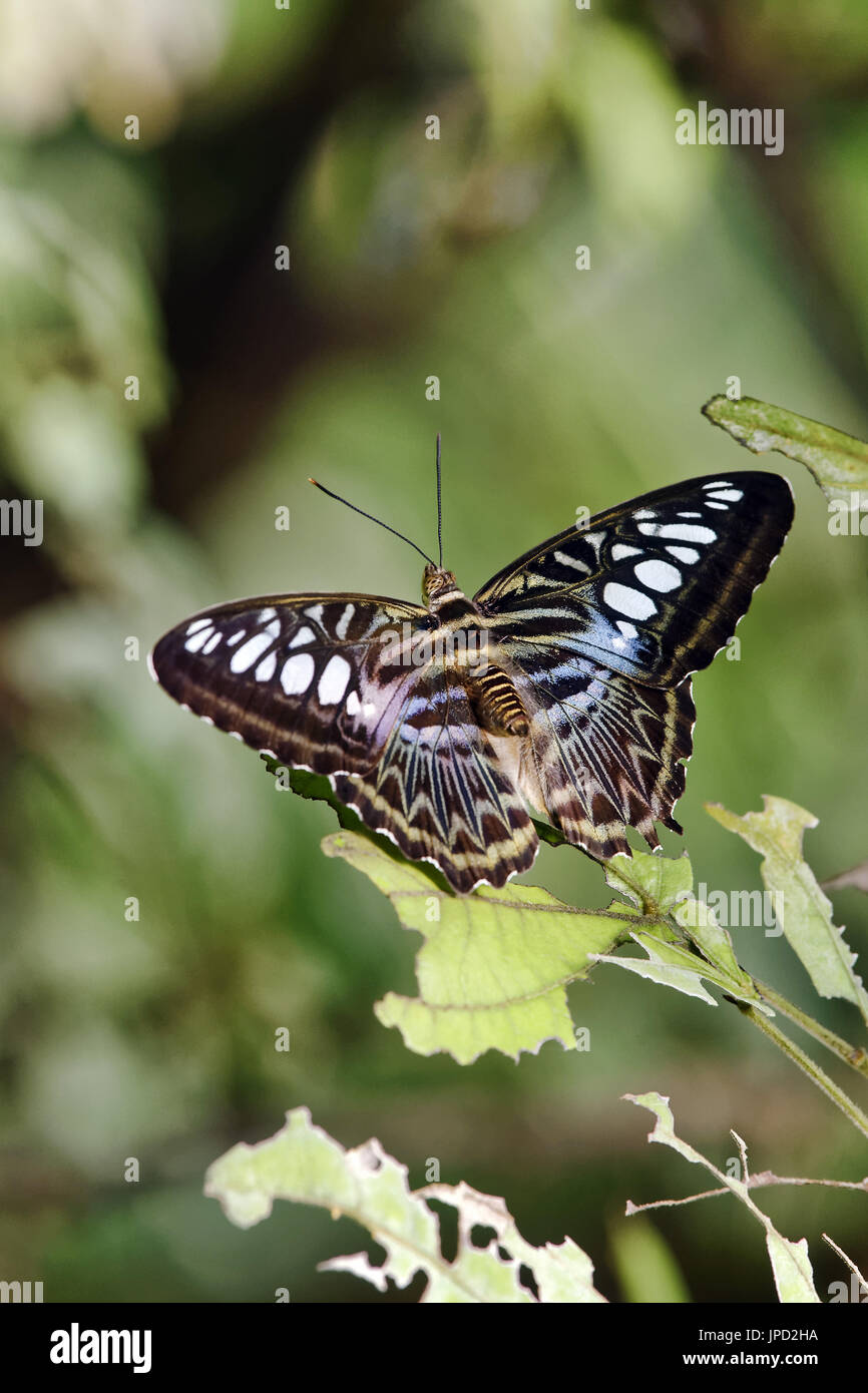 Clipper butterfly - Parthenos sylvia Foto Stock