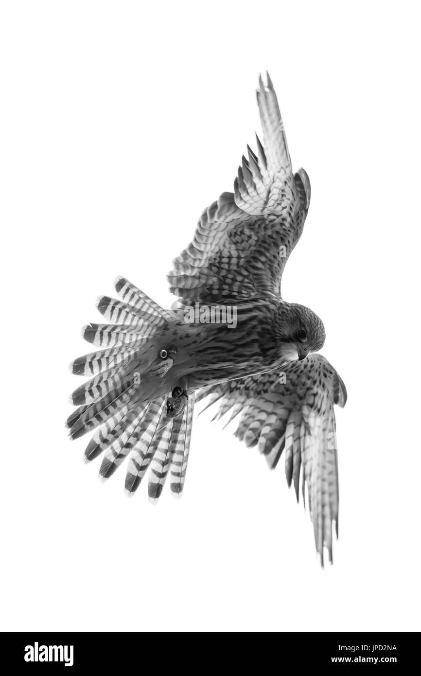 Comune di Gheppio Falco tinnunculus (prigioniero), femmina immaturi, in volo, Hawk Conservancy Trust, Andover, Hampshire, Regno Unito in aprile. Foto Stock