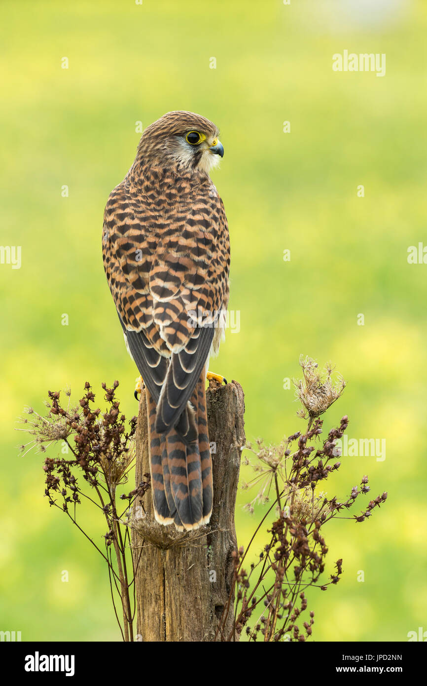 Comune di Gheppio Falco tinnunculus (prigioniero), femmina immaturi, appollaiato sul palo da recinzione, Hawk Conservancy Trust, Andover, Hampshire, Regno Unito in aprile. Foto Stock