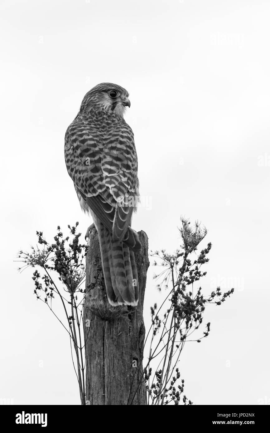 Comune di Gheppio Falco tinnunculus (prigioniero), femmina immaturi, appollaiato sul palo da recinzione, Hawk Conservancy Trust, Andover, Hampshire, Regno Unito in aprile. Foto Stock