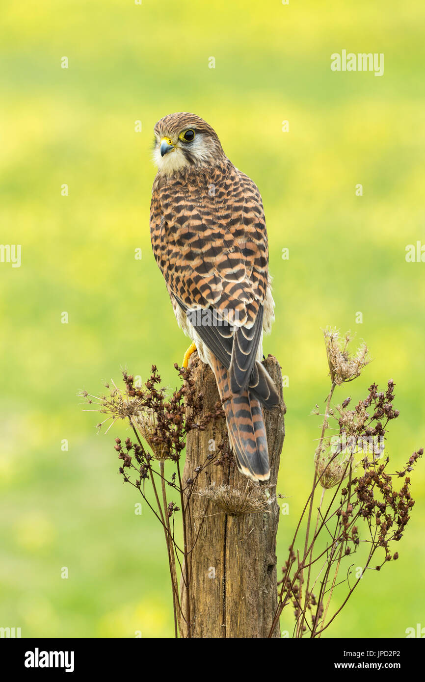Comune di Gheppio Falco tinnunculus (prigioniero), femmina immaturi, appollaiato sul palo da recinzione, Hawk Conservancy Trust, Andover, Hampshire, Regno Unito in aprile. Foto Stock