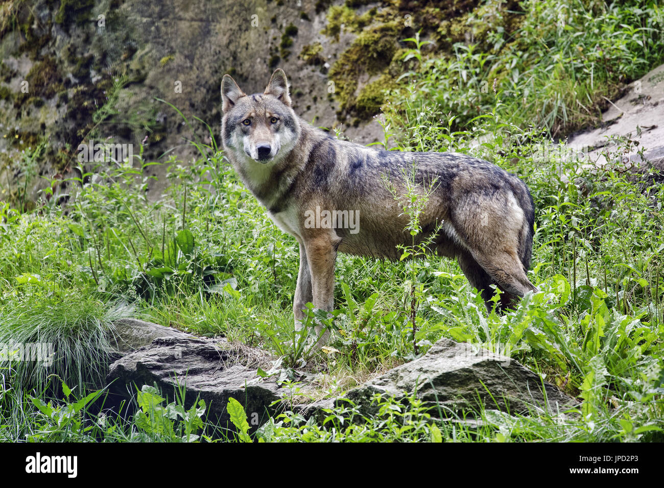 Lupo - Canis lupus Foto Stock