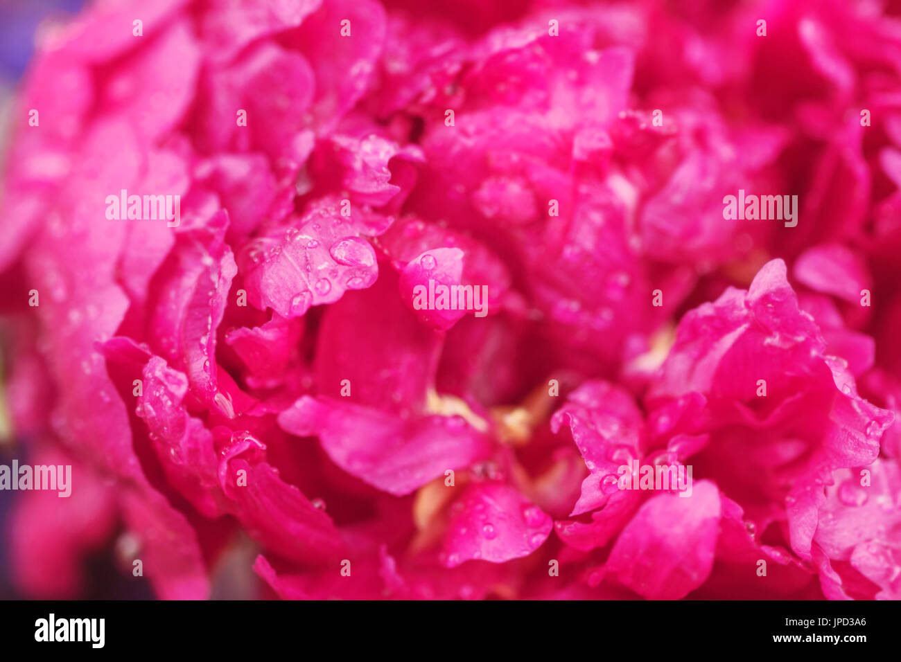 Dark fiore rosa peonia in gocce di close-up Foto Stock