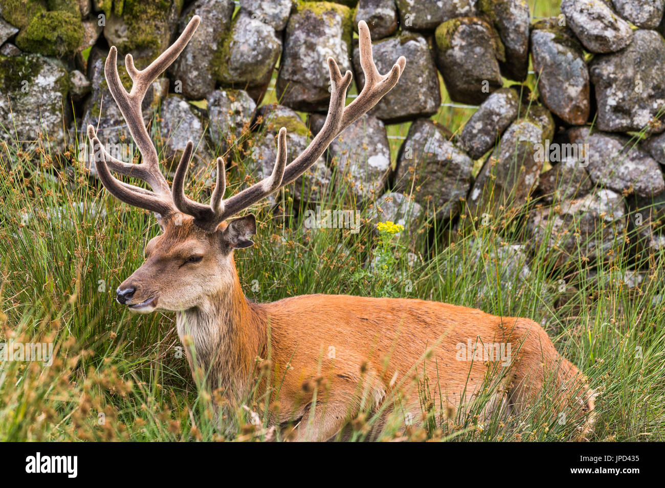 Red Deer stag sdraiato in zone rurali di Dumfries e Galloway Foto Stock