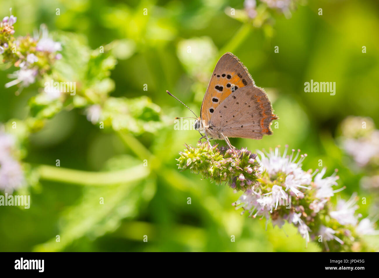 Primo piano di un piccolo comune o rame, a farfalla Lycaena phlaeas, alimentando il nettare di fiori bianchi in un floreale e vibrante prato con condizioni di luce solare intensa. Foto Stock