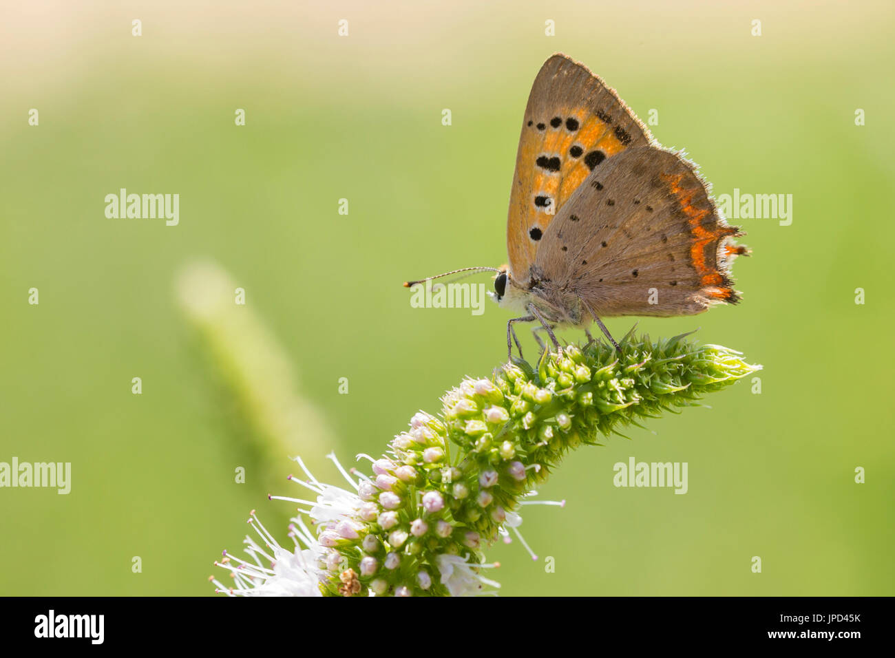 Primo piano di un piccolo comune o rame, a farfalla Lycaena phlaeas, alimentando il nettare di fiori bianchi in un floreale e vibrante prato con condizioni di luce solare intensa. Foto Stock