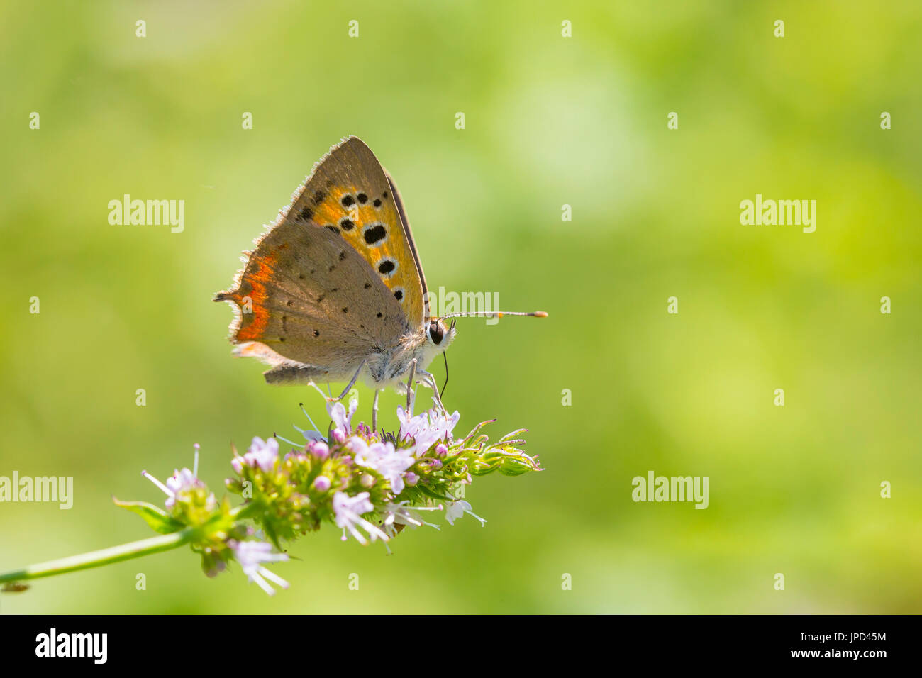 Primo piano di un piccolo comune o rame, a farfalla Lycaena phlaeas, alimentando il nettare di fiori bianchi in un floreale e vibrante prato con condizioni di luce solare intensa. Foto Stock