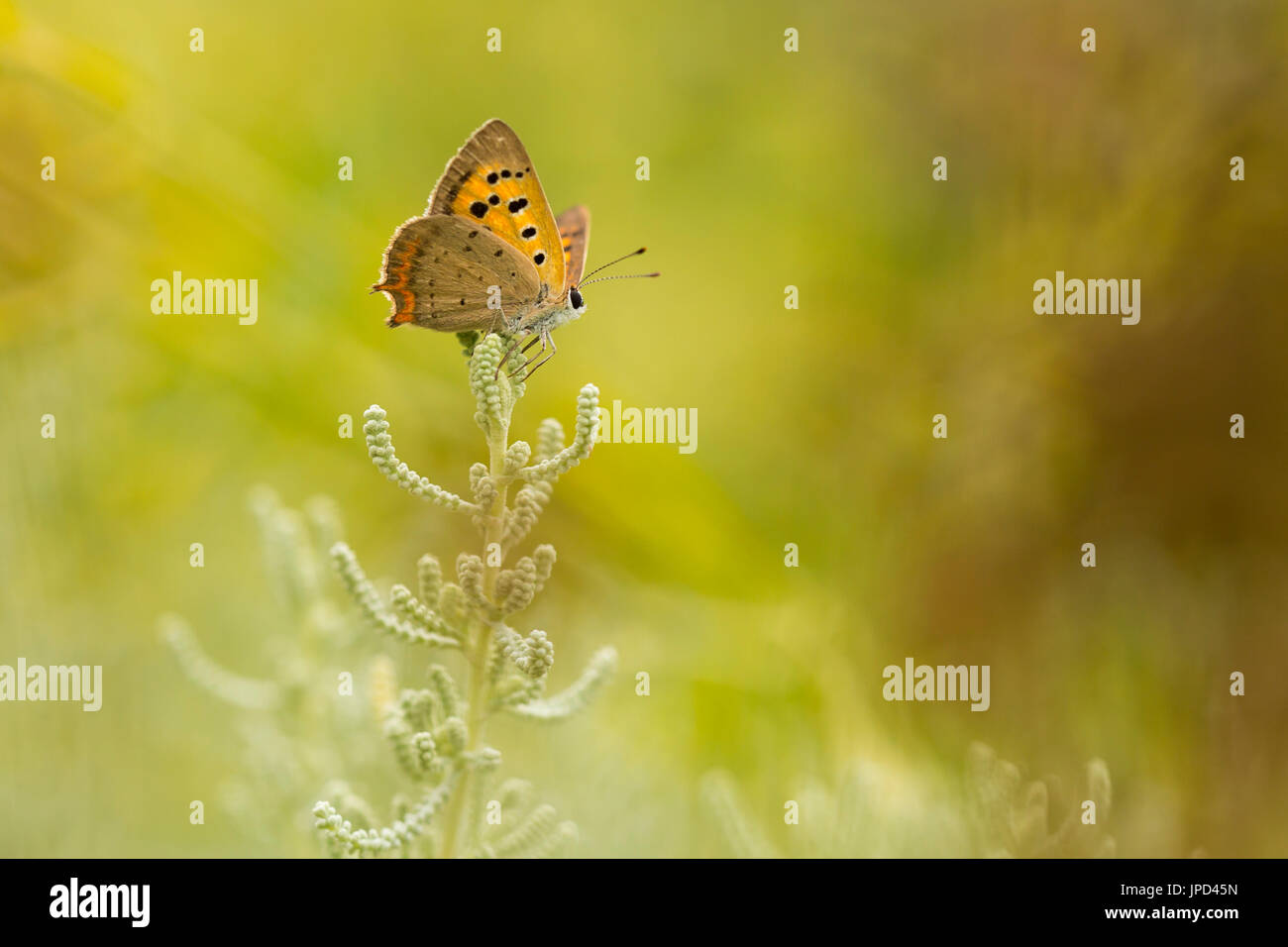 Primo piano di un piccolo comune o rame, a farfalla Lycaena phlaeas, alimentando il nettare di fiori bianchi in un floreale e vibrante prato con condizioni di luce solare intensa. Foto Stock