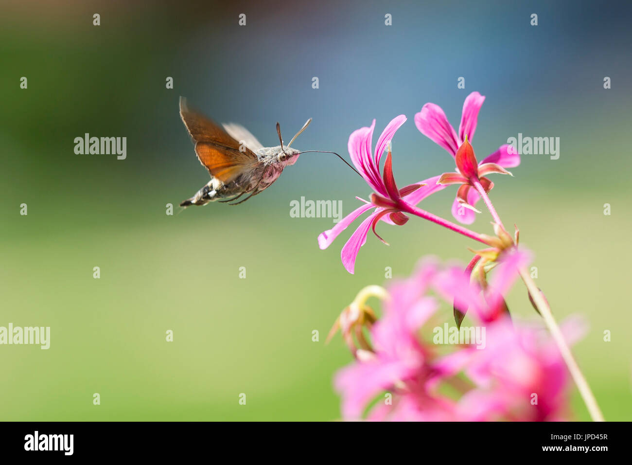 Vista laterale di un colibrì hawk-moth (Macroglossum stellatarum) alimentazione su un fiore rosa in una vibrante prato Foto Stock