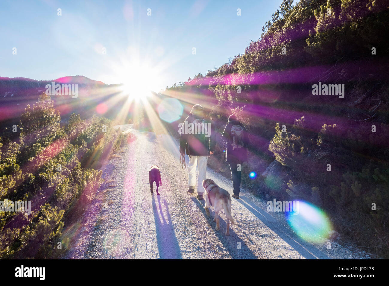Passeggiata invernale con i cani Foto Stock