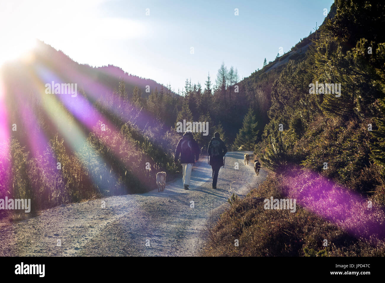 Passeggiata invernale con i cani Foto Stock
