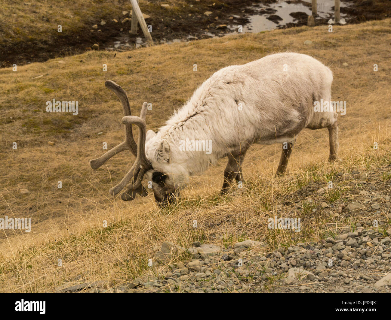 Renna delle Svalbard la renna sottospecie trovati sulle Svalbard Arcipelago della Norvegia sottospecie più piccola di renne Foto Stock