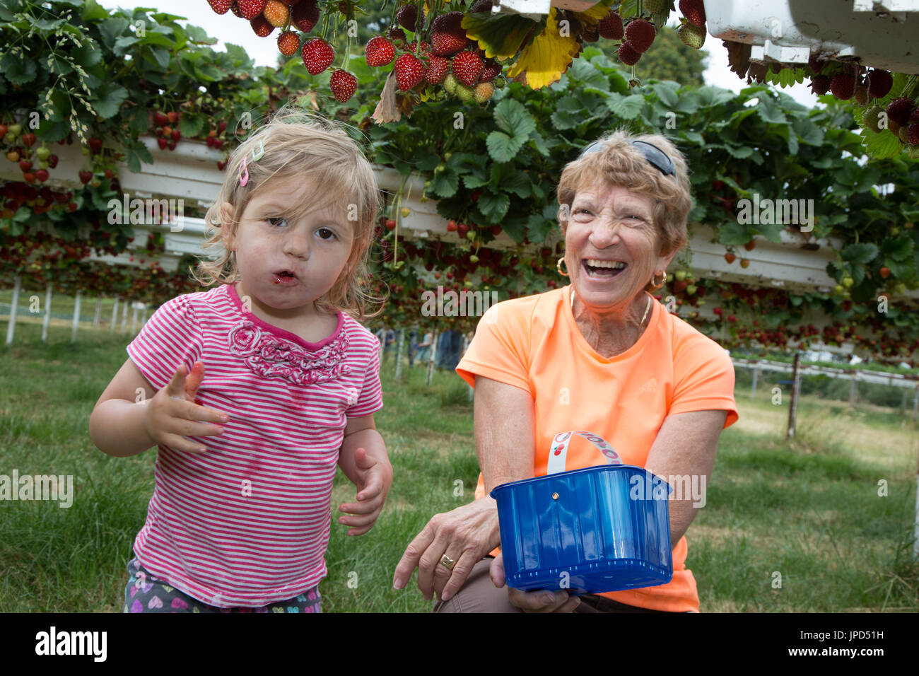 Un bambino di diciotto mesi pics fragole su un pick-vostro-fattoria con sua nonna Foto Stock