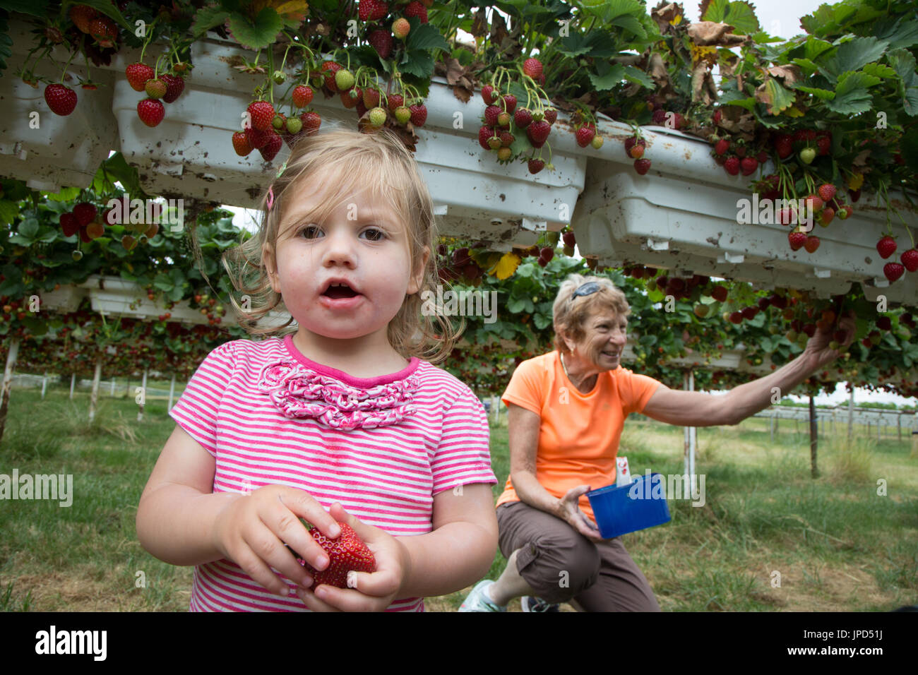 Un bambino di diciotto mesi pics fragole su un pick-vostro-fattoria con sua nonna Foto Stock