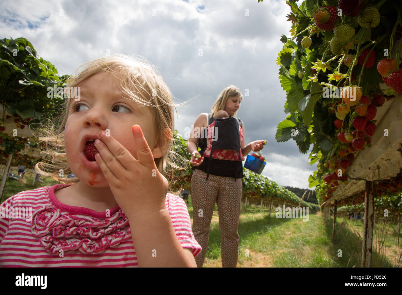 Un Bimbo bimba di diciotto mesi di mangiare fragole in un pick-il vostro-proprio-farm in Inghilterra. La madre e la sorella del bambino sono in background Foto Stock