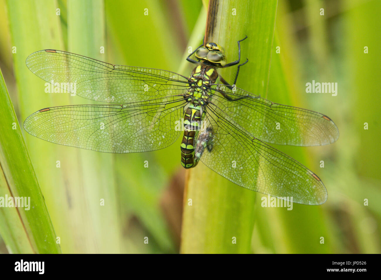 Southern hawker, Aeshna cyanea, dragonfly. maturo femmina adulta la deposizione delle uova in bandiera gialla iris stelo. Sussex, Regno Unito. Luglio. Foto Stock