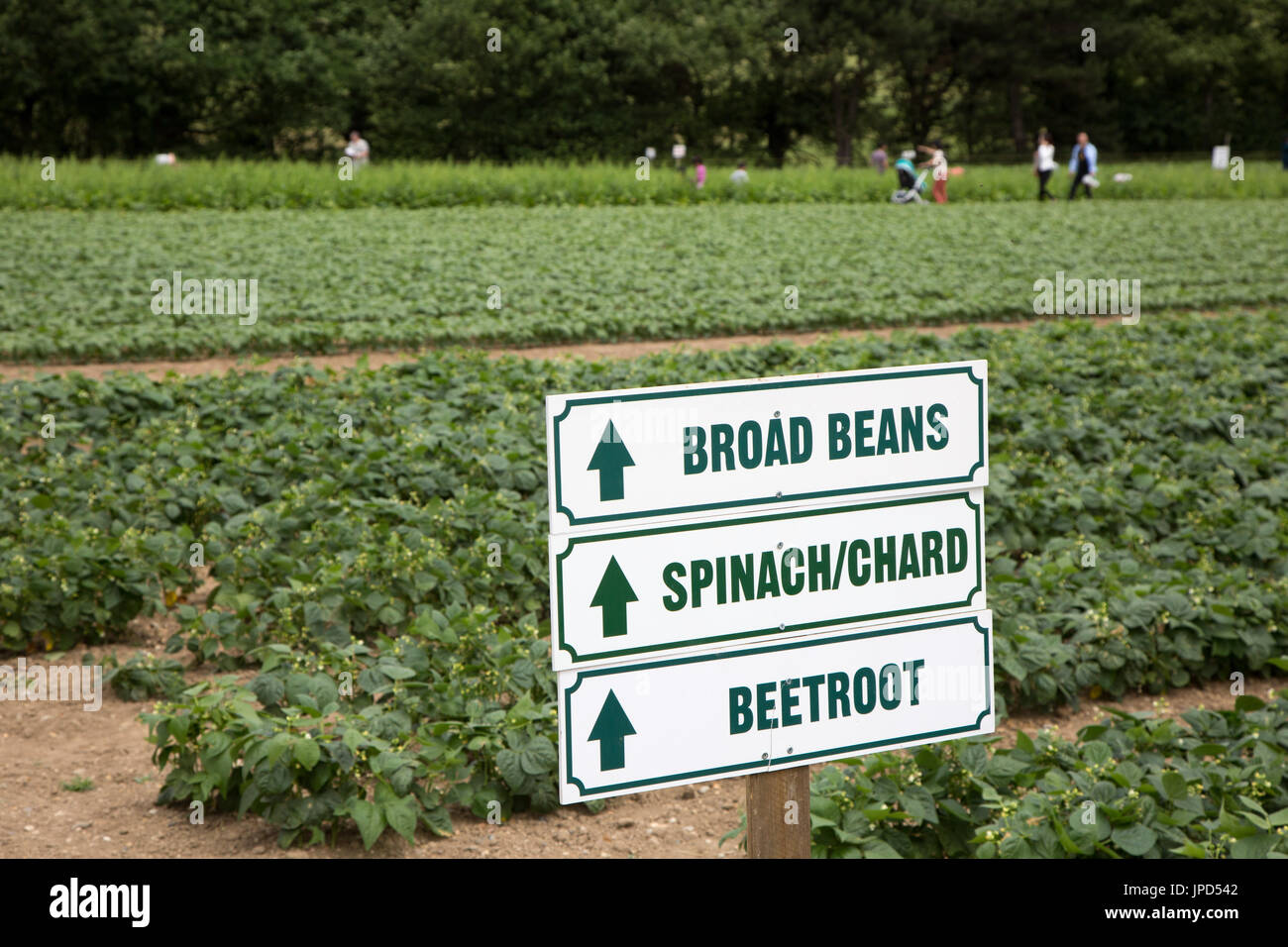 Indicazioni per la raccolta della frutta a Parkside Farm, Enfield, a nord di Londra Foto Stock