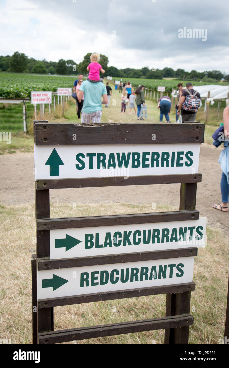 Indicazioni per la raccolta della frutta a Parkside Farm, Enfield, a nord di Londra Foto Stock