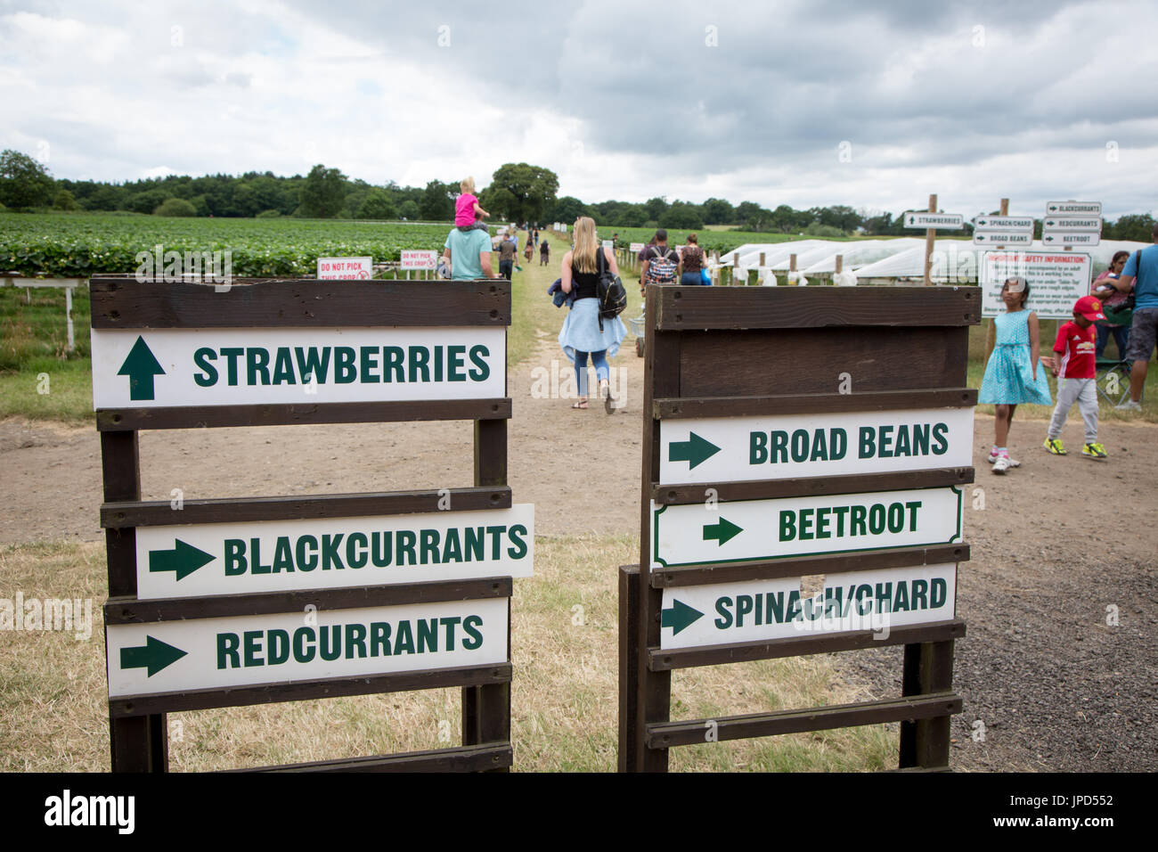 Indicazioni per la raccolta della frutta a Parkside Farm, Enfield, a nord di Londra Foto Stock