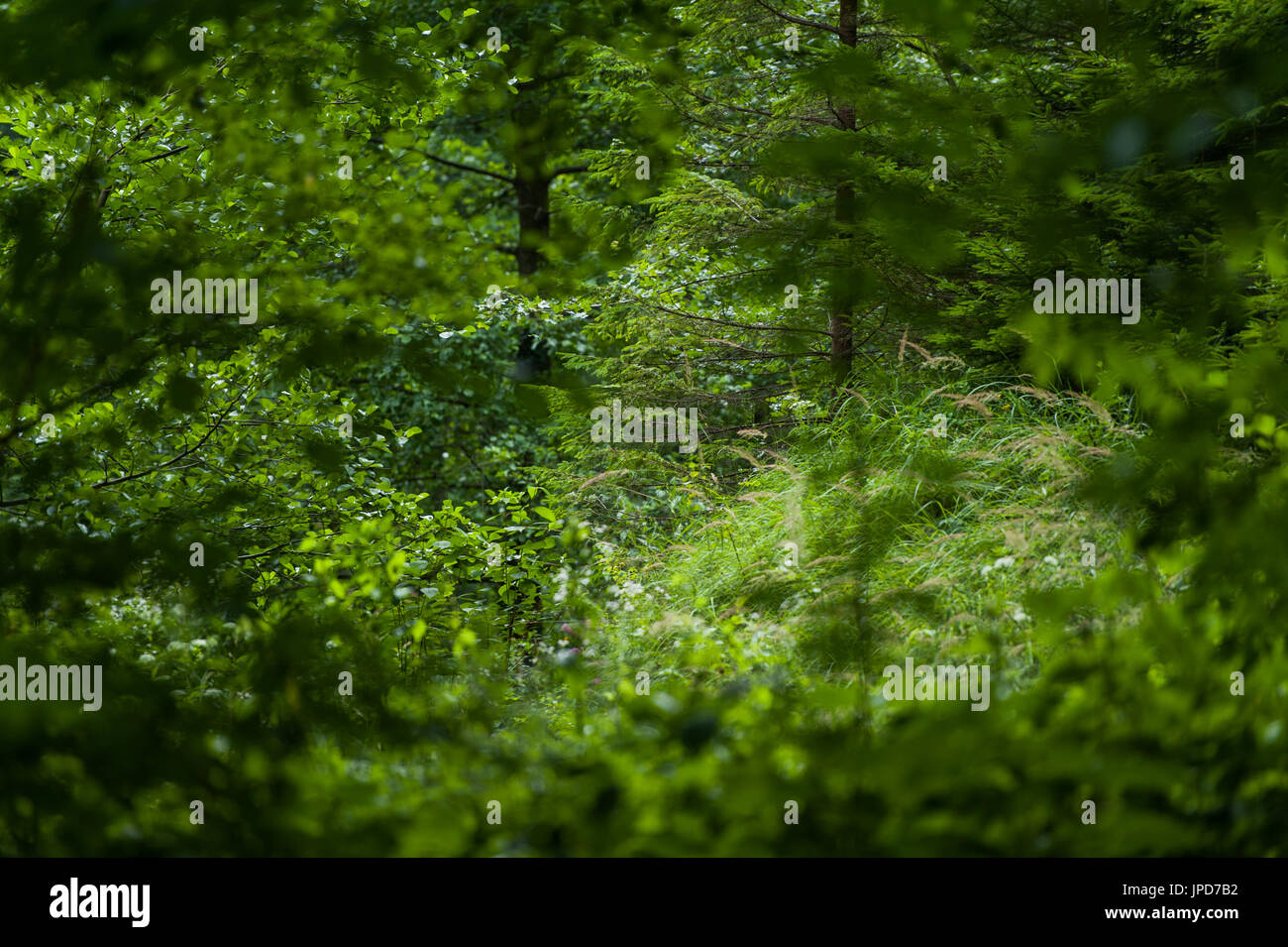 Spessa vegetazione forestale Foto Stock