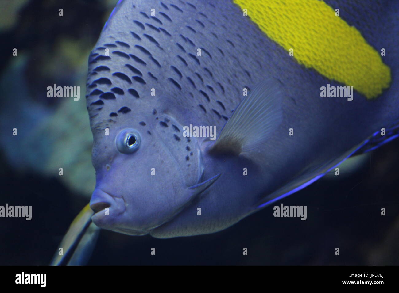 Colore blu di pesce in acquario Foto Stock