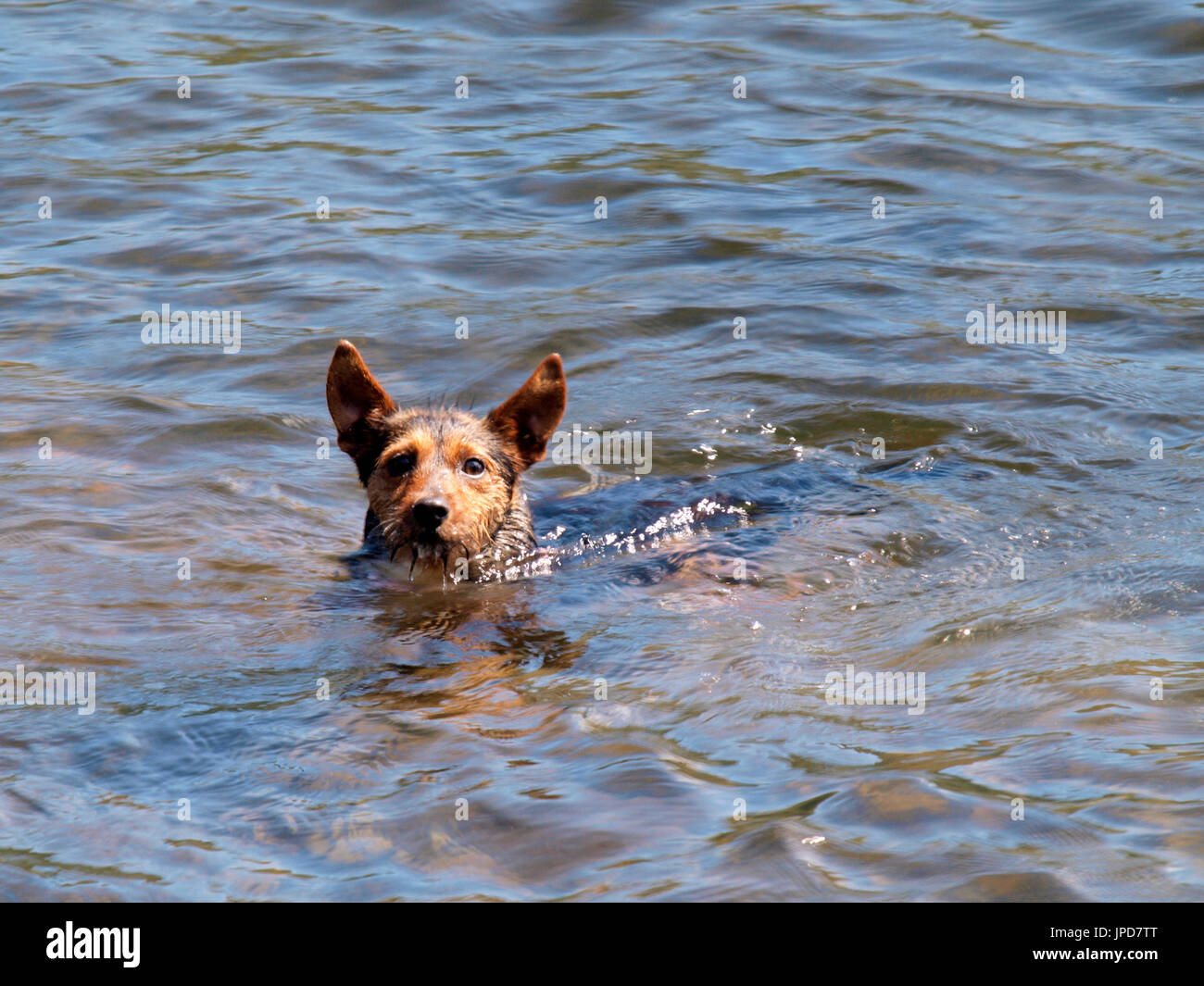Carino piccolo cane nuotare in un lago, Regno Unito Foto Stock