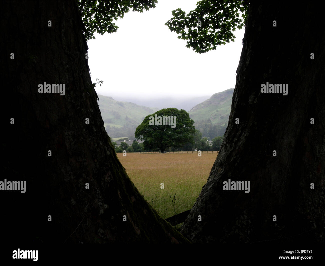 Vista artistica di un albero tra i tronchi di altri due alberi, Coniston Water, nel distretto del lago, cumbria, Regno Unito Foto Stock