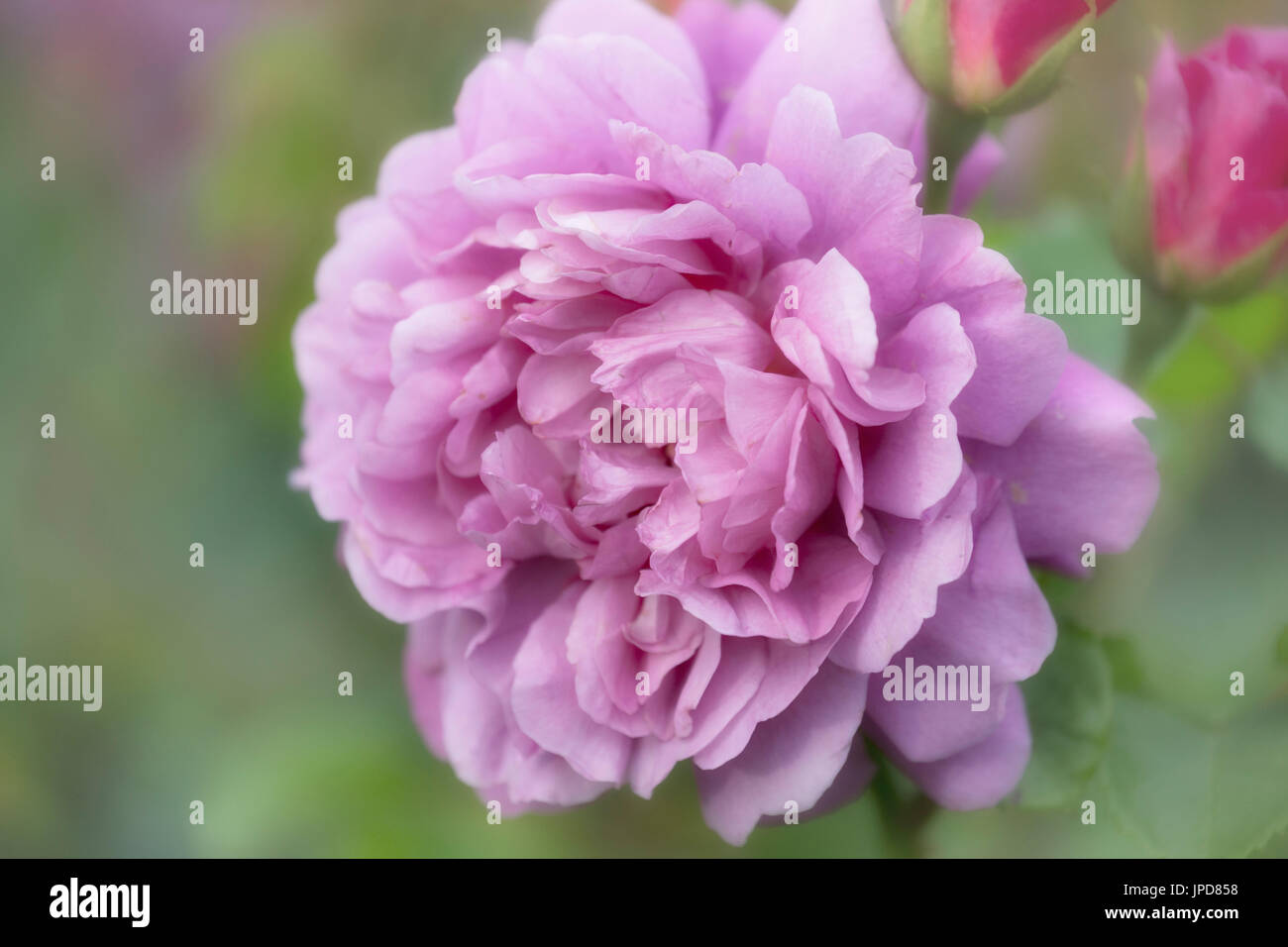 Bella rosa fiore con filtro di rammollimento in photoshop Foto Stock