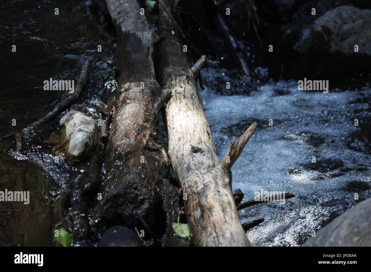 Il fiume che scorre attraverso albero caduto registra nel bosco durante la stagione estiva Foto Stock