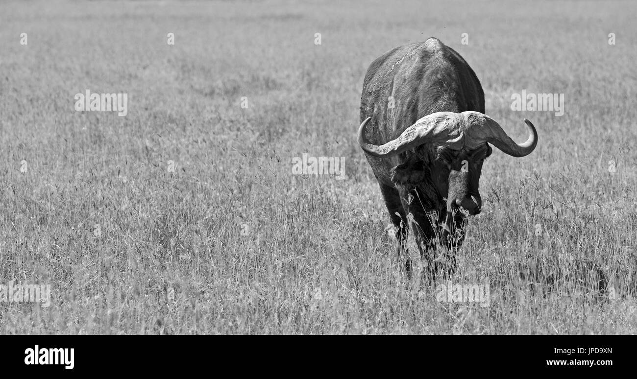 Lonely buffalo nella pianura del cratere di Ngorongoro in Tanzania Foto Stock
