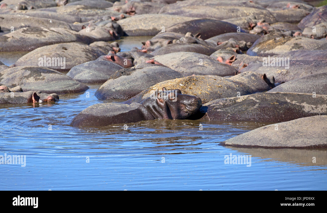 Pool di ippopotami in Ngorongoro, Tanzania Foto Stock