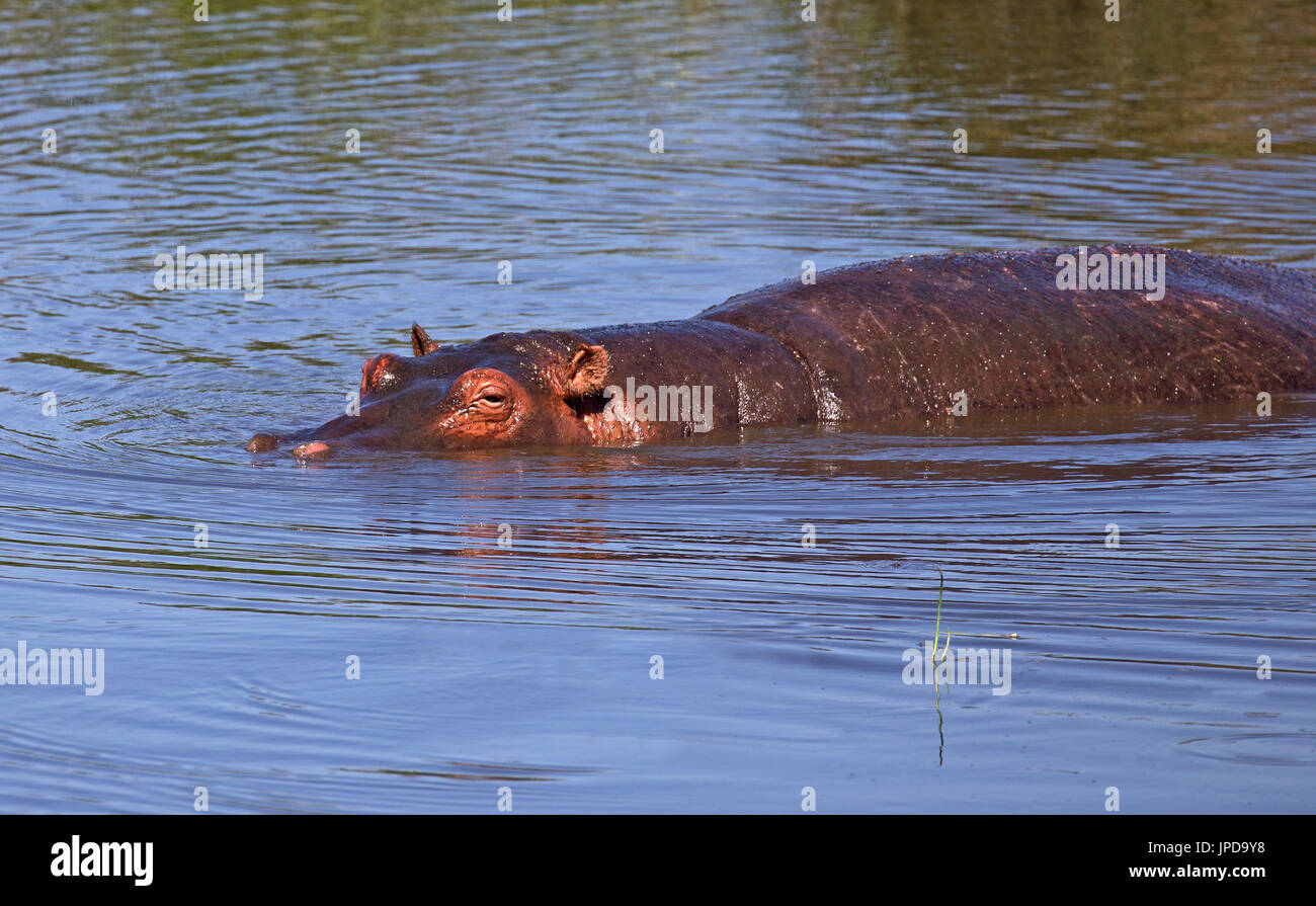 Pool di ippopotami in Ngorongoro, Tanzania Foto Stock