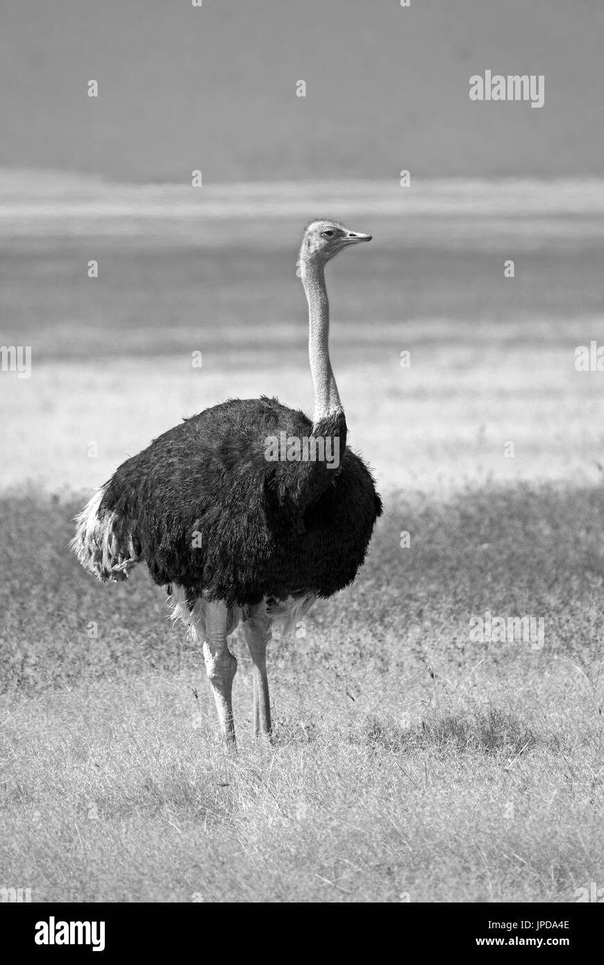 In bianco e nero di struzzi in pianura africana Foto Stock