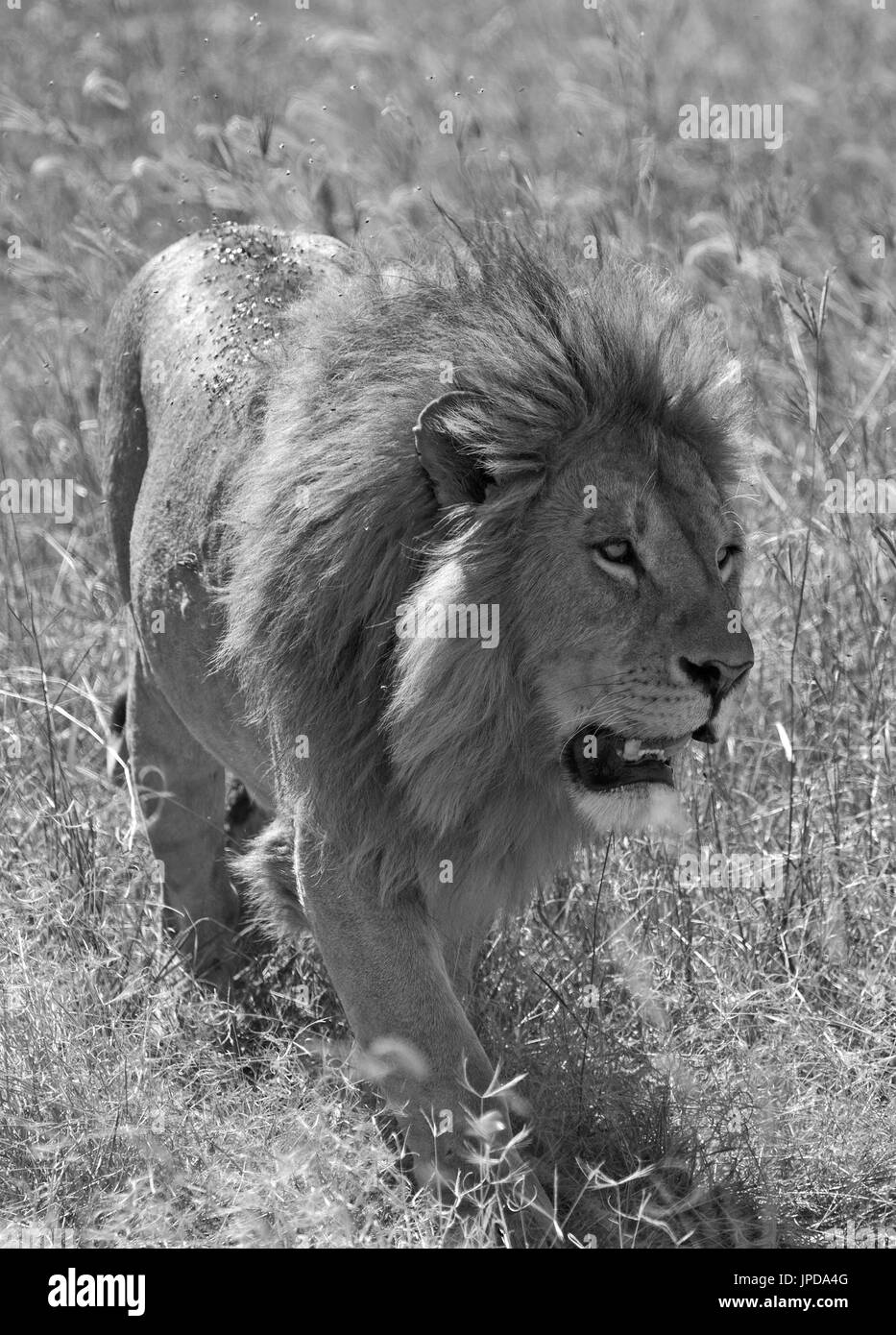In bianco e nero il re leone Foto Stock