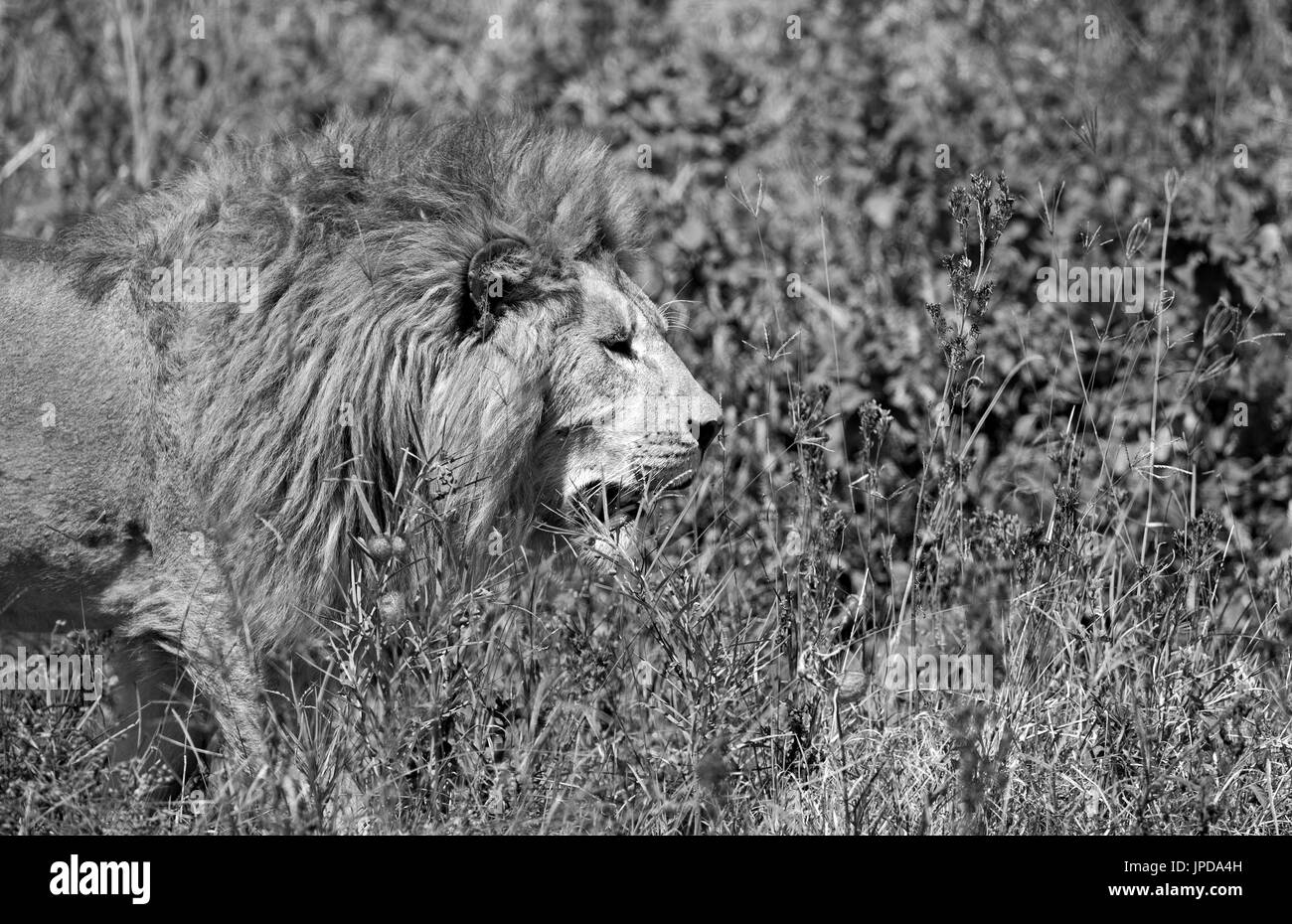In bianco e nero il re leone Foto Stock