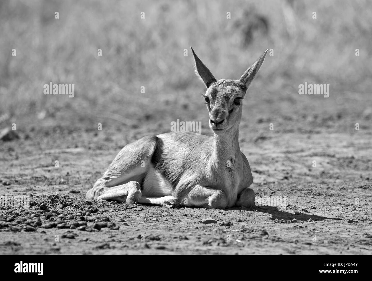 Thomson gazzella Foto Stock