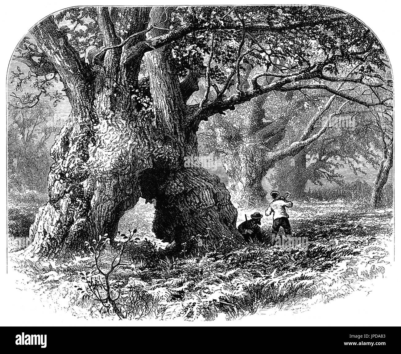 1870: cacciatori nel mezzo di antiche querce di Needwood foresta, una grande area di antichi boschi, casa di lupo, cinghiali e daini. In gran parte perso alla fine del XVIII secolo, oggi solo 490 acri (2.0 km2) di bosco rimangono, Staffordshire, Inghilterra Foto Stock