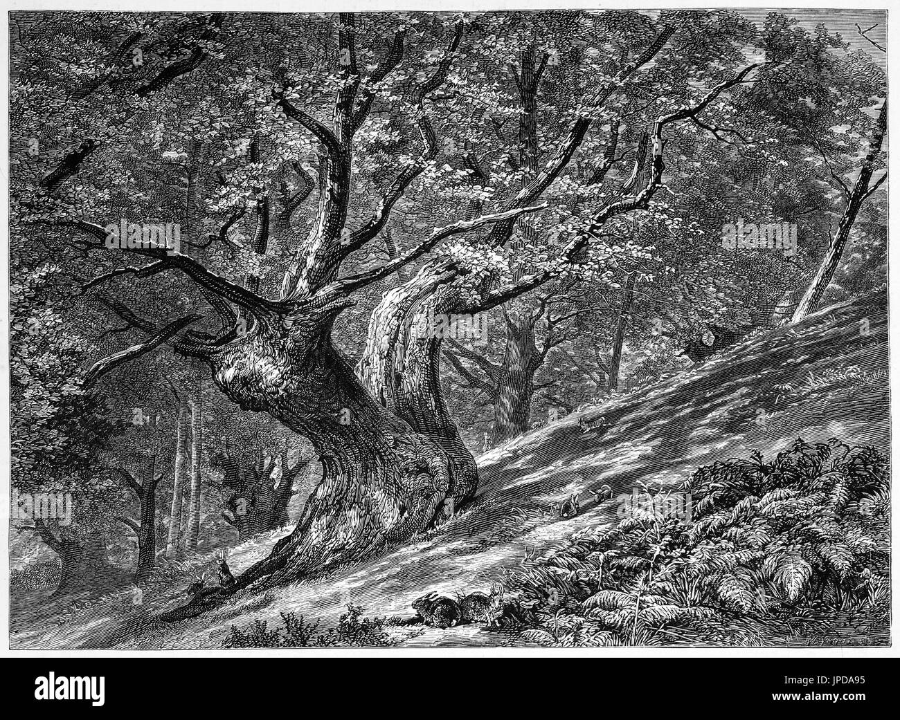 1870: Coney Hill, Hayes comune, una zona di boschi e brughiere, attraversata da bridleways e sentieri percorribili a piedi entro il London Borough of Bromley. Kent, Inghilterra Foto Stock