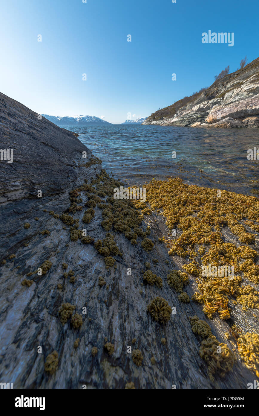 La costa nord della Norvegia fiordo di alghe marine l'acqua dell'oceano blu cielo senza nuvole Foto Stock