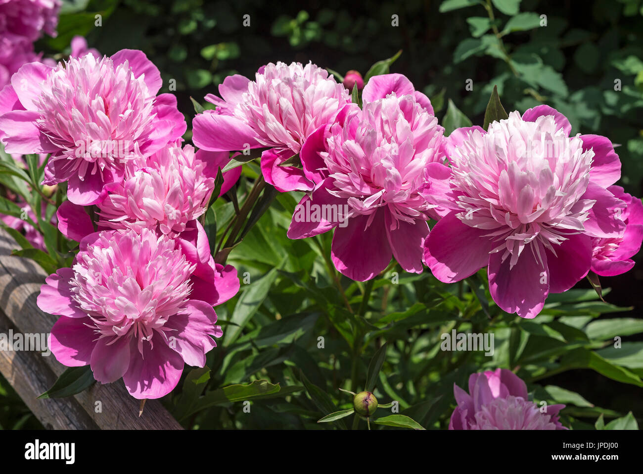 Rosa peonie fiorite (Paeonia), Baviera, Germania Foto Stock