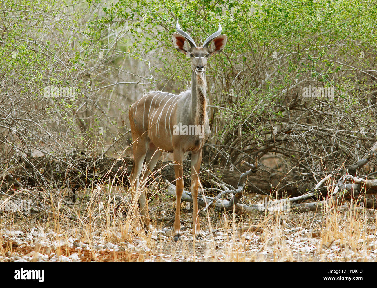 Kudu maggiore (Tragelaphus strepsiceros) in piedi di bushland, South Luangwa National Park, Zambia Foto Stock