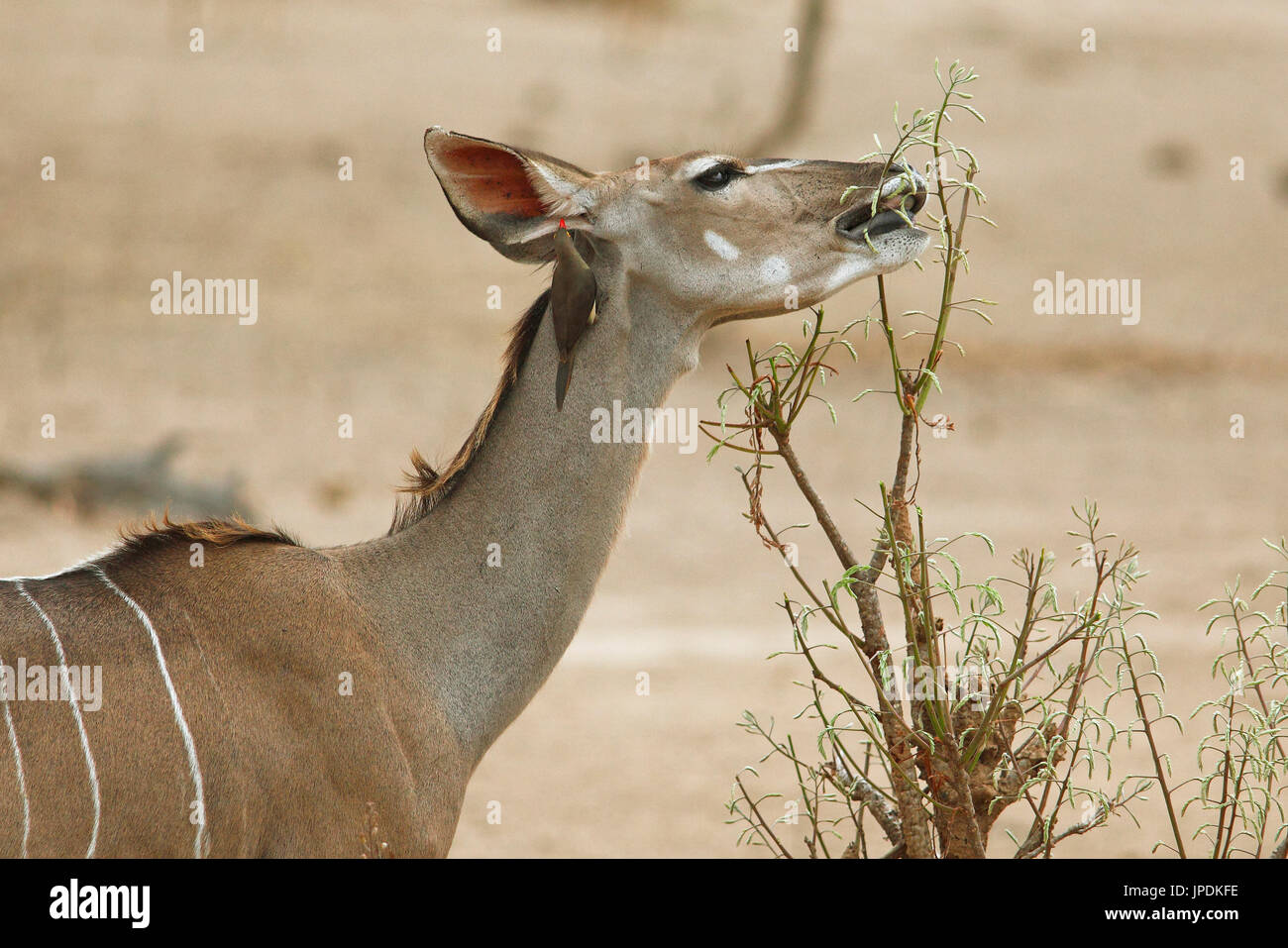 Kudu maggiore (Tragelaphus strepsiceros) feedind su una boccola, con un rosso-fatturati oxpecker (Buphagus erythrorhynchus) il prelievo sulla sua Foto Stock