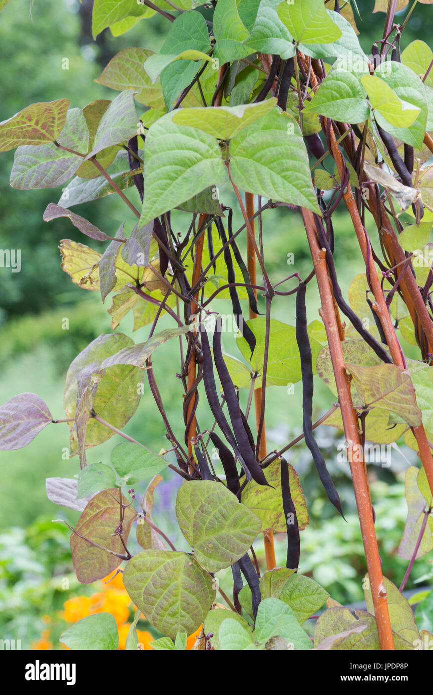 Phaseolus vulgaris. La scalata di fagiolo francese 'Blauhilde' in un orto. Regno Unito Foto Stock