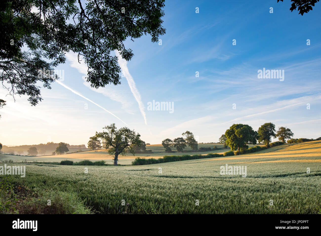 Triticum aestivum. La mattina presto la luce del sole attraverso la maturazione di un campo di grano in Oxfordshire, Regno Unito. Foto Stock