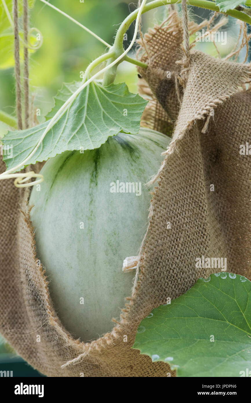 Cucumis melo. Melon emiro sulla vite supportato da strung fino hessian supporta. Regno Unito Foto Stock
