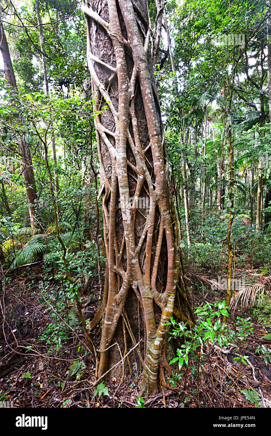 Fig Tree nella foresta in mare acri centro della foresta pluviale, Port Macquarie, Nuovo Galles del Sud, NSW, Australia Foto Stock