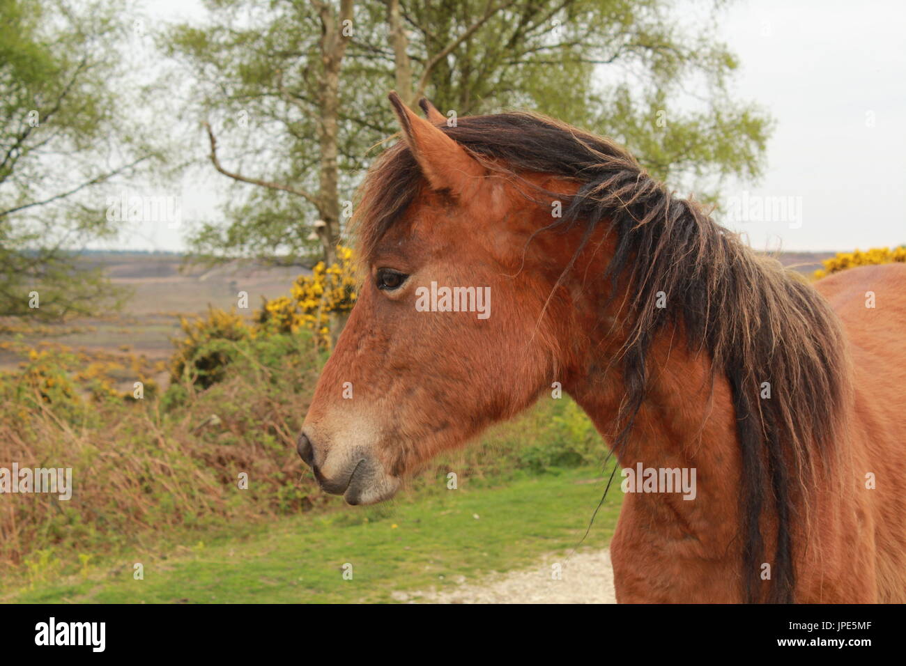 Castagno mini pony stallone nel prato Foto stock - Alamy