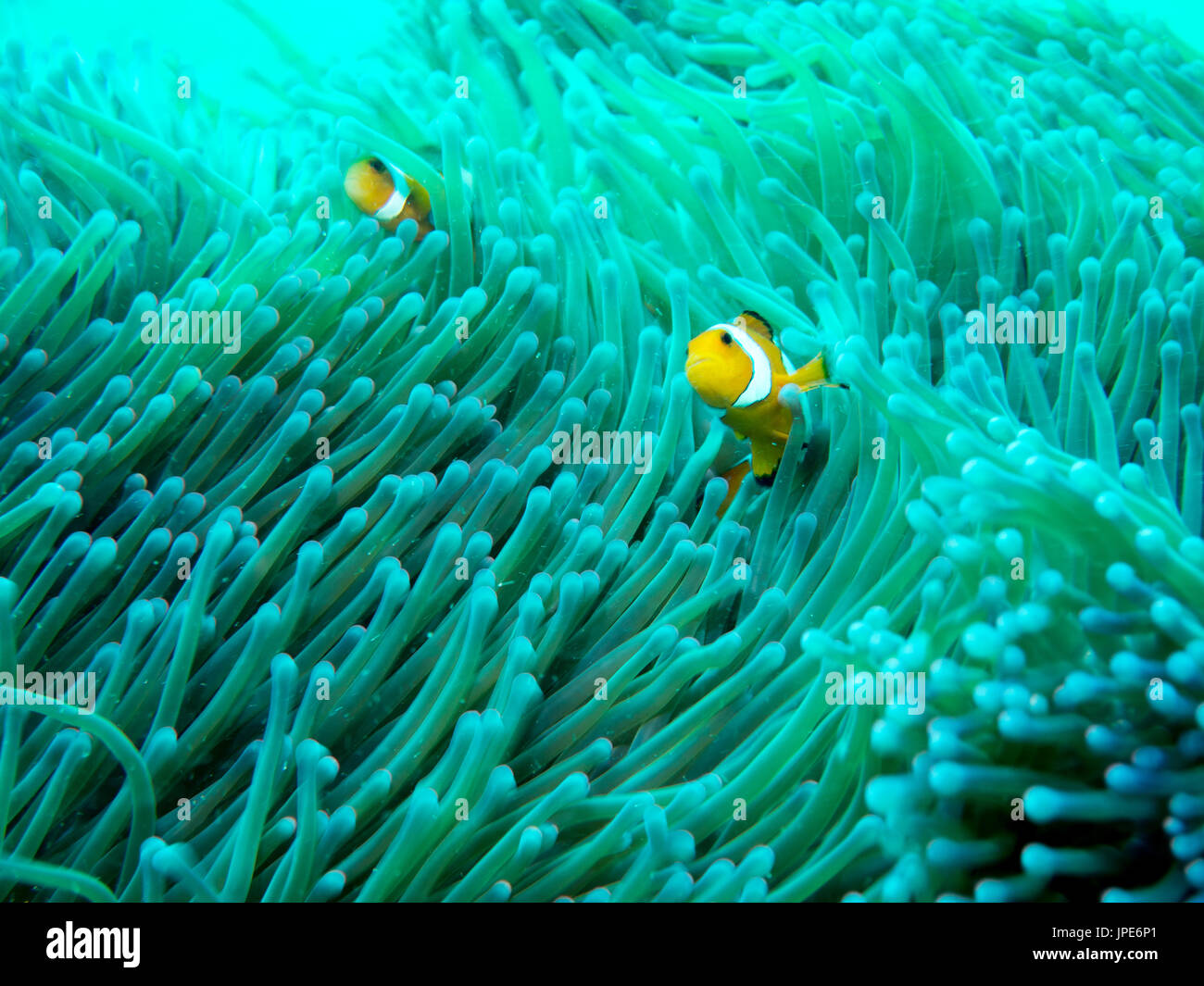 Clownfish in anemone Foto Stock